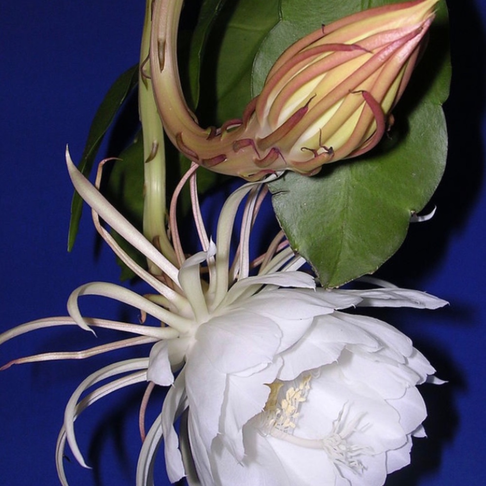 Large Flowers Night Blooming Orchid Cactus - 2 rooted leaves (Sweet Fragrance)